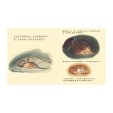 動物寶寶是怎麼出生的?